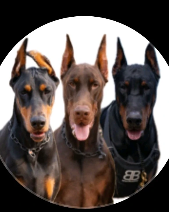 Delta Global  - Innenausbau in Hamwarde